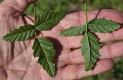 Cullen australasicum