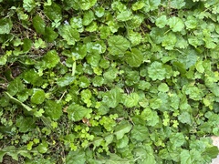 Hydrocotyle sibthorpioides