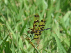 Rhyothemis graphiptera