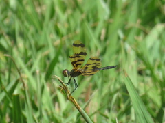 Rhyothemis graphiptera