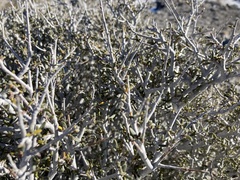 Cercocarpus intricatus