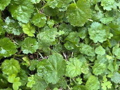 Hydrocotyle sibthorpioides