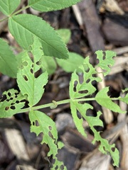 Tenthredinoidea