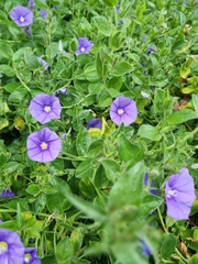 Convolvulus sabatius