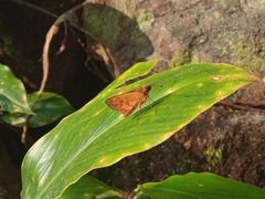 Oriens goloides