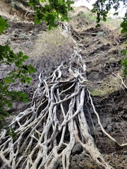 Ficus cotinifolia
