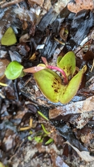 Avicennia germinans