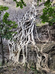 Ficus cotinifolia