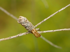 Spilonota constrictana