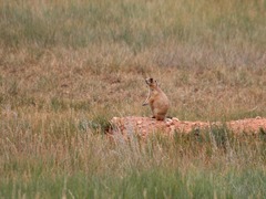 Cynomys parvidens