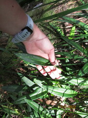 Cryptostylis subulata