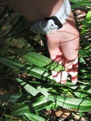 Cryptostylis subulata