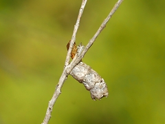 Spilonota constrictana