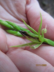 Cryptostylis subulata