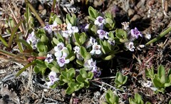 Clinopodium darwinii