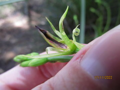 Cryptostylis subulata