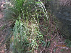 Cryptostylis subulata