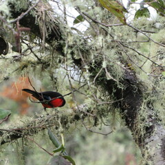 Anisognathus igniventris