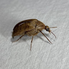 Ripiphoridae