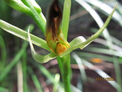 Cryptostylis subulata