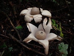 Geastrum
