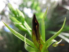 Cryptostylis subulata