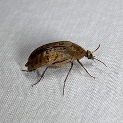 Ripiphoridae