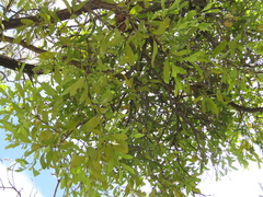 Loranthaceae