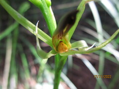 Cryptostylis subulata