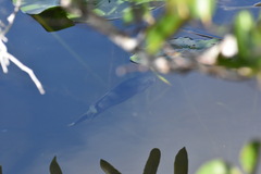 Mayaheros urophthalmus