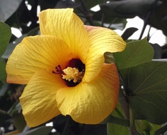 Hibiscus tiliaceus