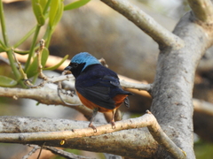 Chlorophonia elegantissima