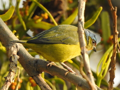 Chlorophonia elegantissima