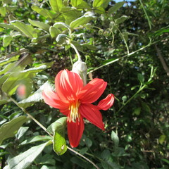 Mutisia clematis