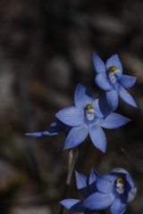 Thelymitra megcalyptra