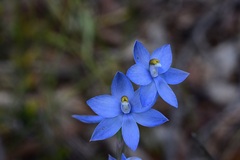 Thelymitra megcalyptra