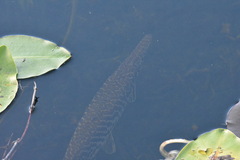 Lepisosteus platyrhincus