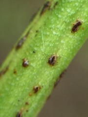 Uromyces microtidis