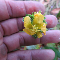 Hypericum mexicanum