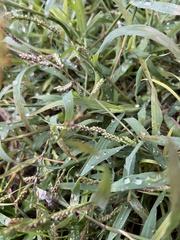 Echinochloa crus-galli