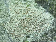 Haematomma persoonii