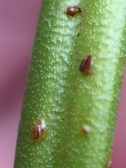 Uromyces microtidis