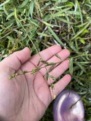 Echinochloa crus-galli