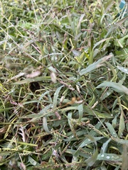 Echinochloa crus-galli