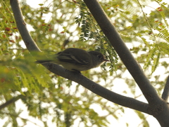 Empidonax