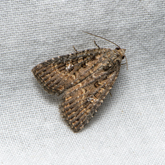 Hypoperigea tonsa