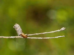 Spilonota constrictana