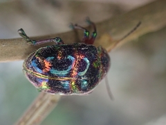 Spilopyrinae