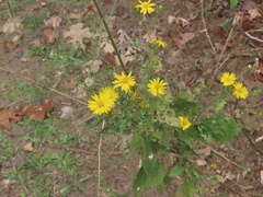 Heterotheca subaxillaris