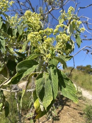 Lippia umbellata